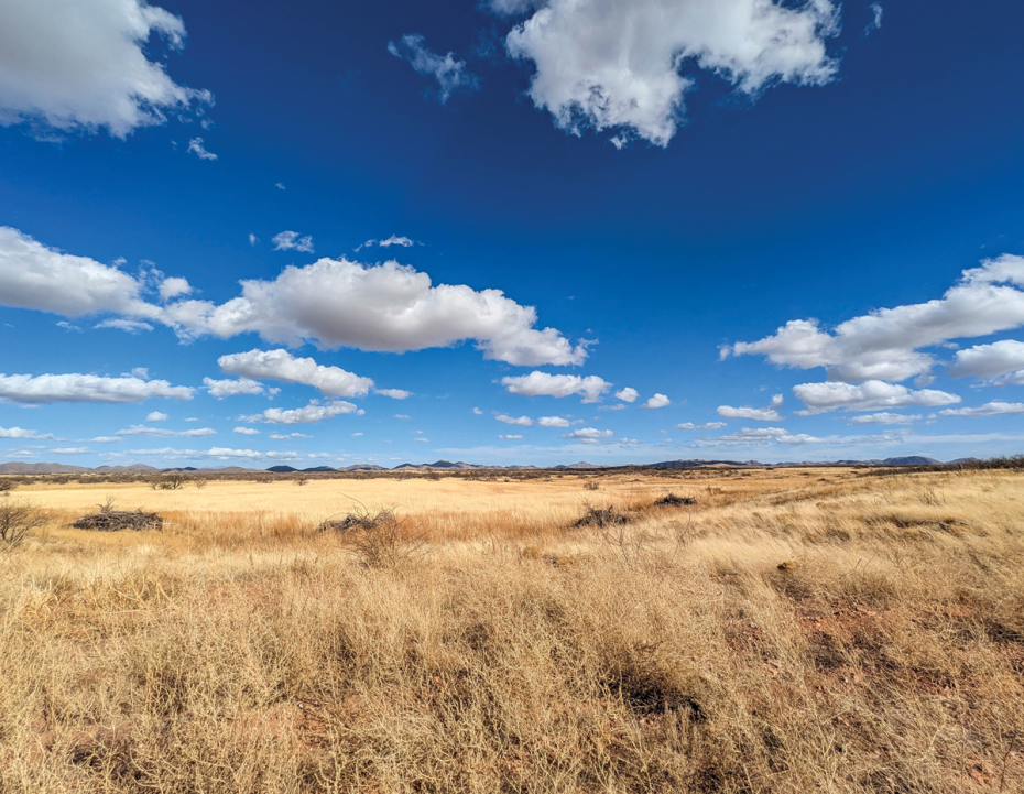Expansive golden grassland stretching toward distant hills, beneath a bright blue sky dotted with fluffy white clouds