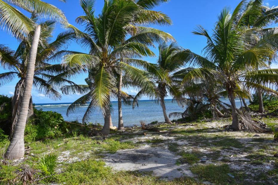 Campsite among the palms